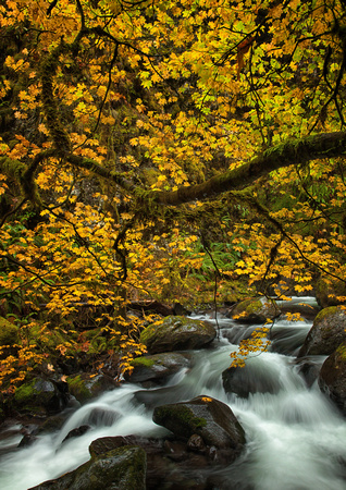 Multnomah Creek Fall Rainy Day