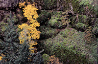 McCord Creek, Autumn Colors. Study #1
