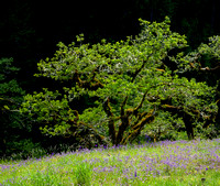 Along Eagle Creek Trail, Spring Wildflowers