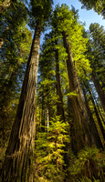 Redwoods, 4/15
