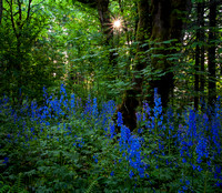 Larkspur, Cape Horn