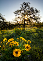 Morning Oak and Balsamroot, Memaloose Hills