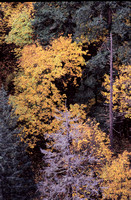 McCord Creek Trail Autumn Colors. Study #2